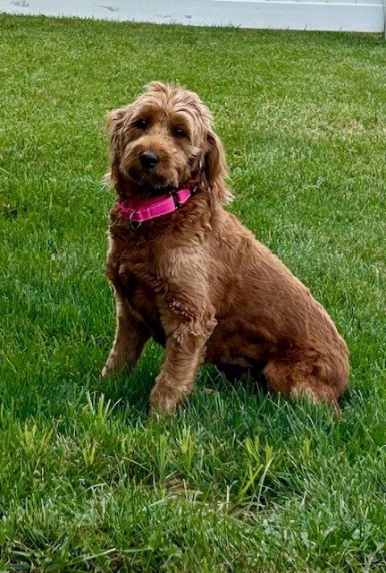 Penny