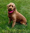 Penny