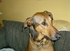 Scooby