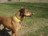 Scooby