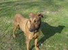 Scooby