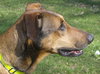 Scooby