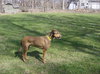 Scooby