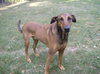 Scooby