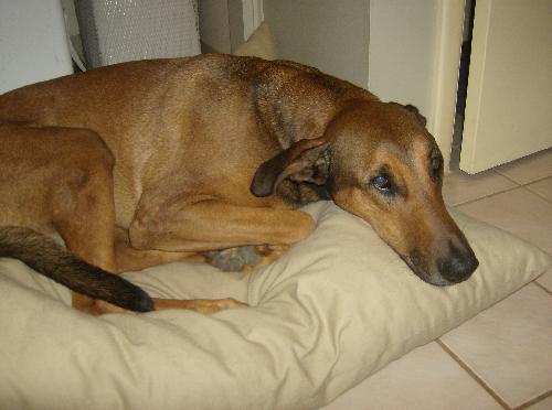 Scooby