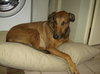 Scooby