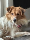 Duke