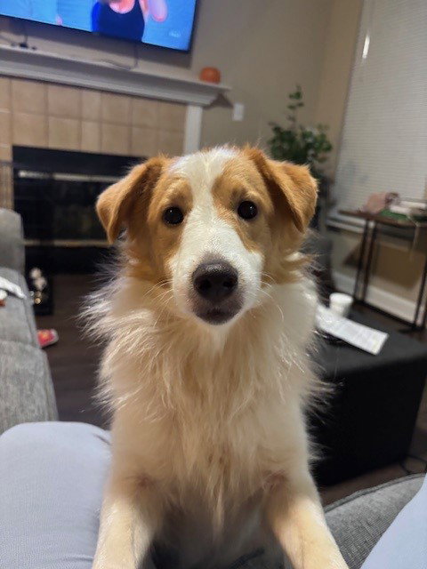Dasher