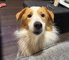 Dasher