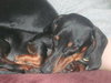 Cooper