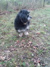 Ollie