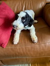 Dotty