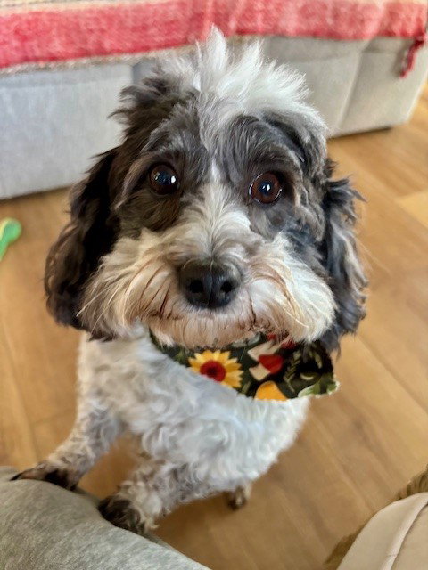 Dottie