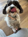 Dottie