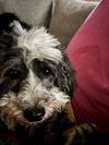 Dottie