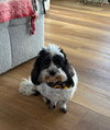 Dottie