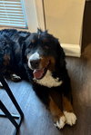 Maisy