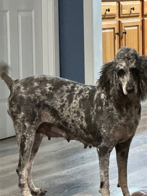 Stella