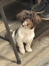 Pippin