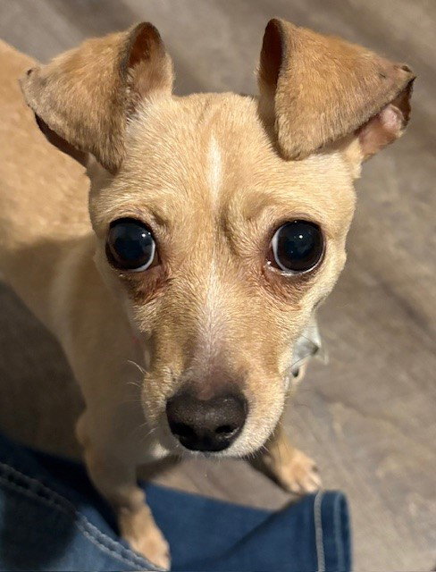 Peanut