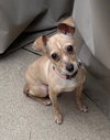 Peanut