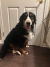 Bailey
