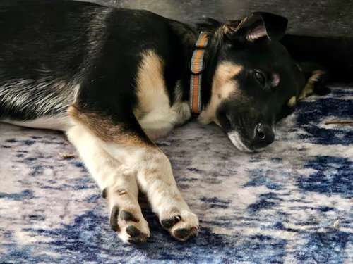 Bandit