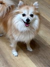 Tinkerbell