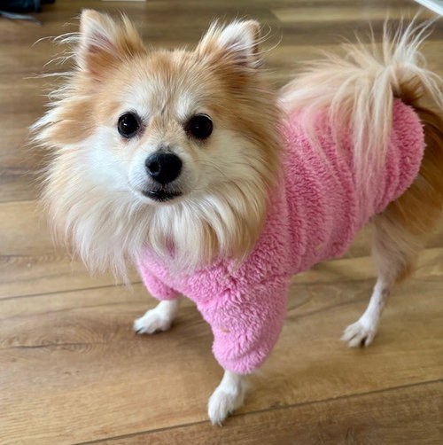 Tinkerbell