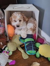 Cooper