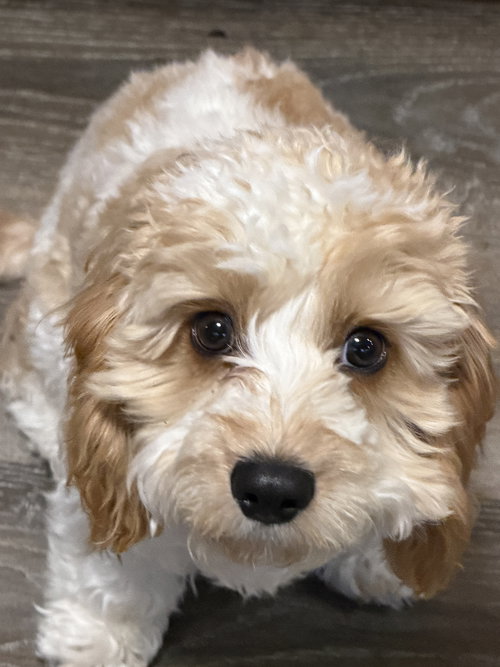 Cooper