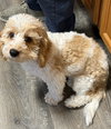 Cooper