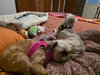 Betty & Lulu (bonded pair)