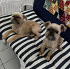 Betty & Lulu (bonded pair)