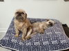 Betty & Lulu (bonded pair)