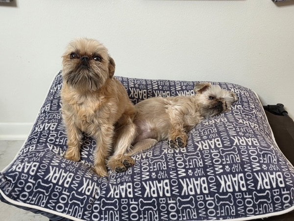 Betty & Lulu (bonded pair)
