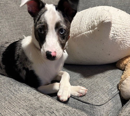 Cooper