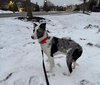 Cooper