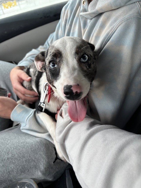 Cooper