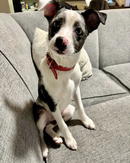 Cooper