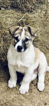 Buster