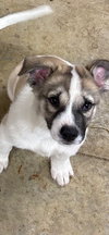 Buster