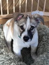 Buster