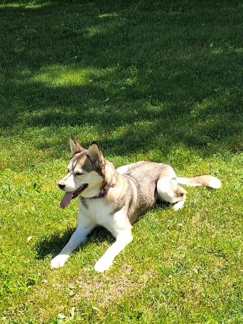 Peaches, an adoptable Husky in Fort Wayne, IN