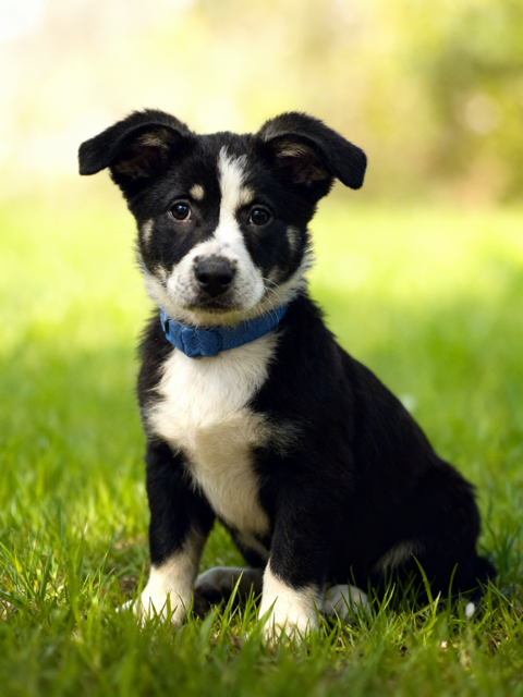 Skye