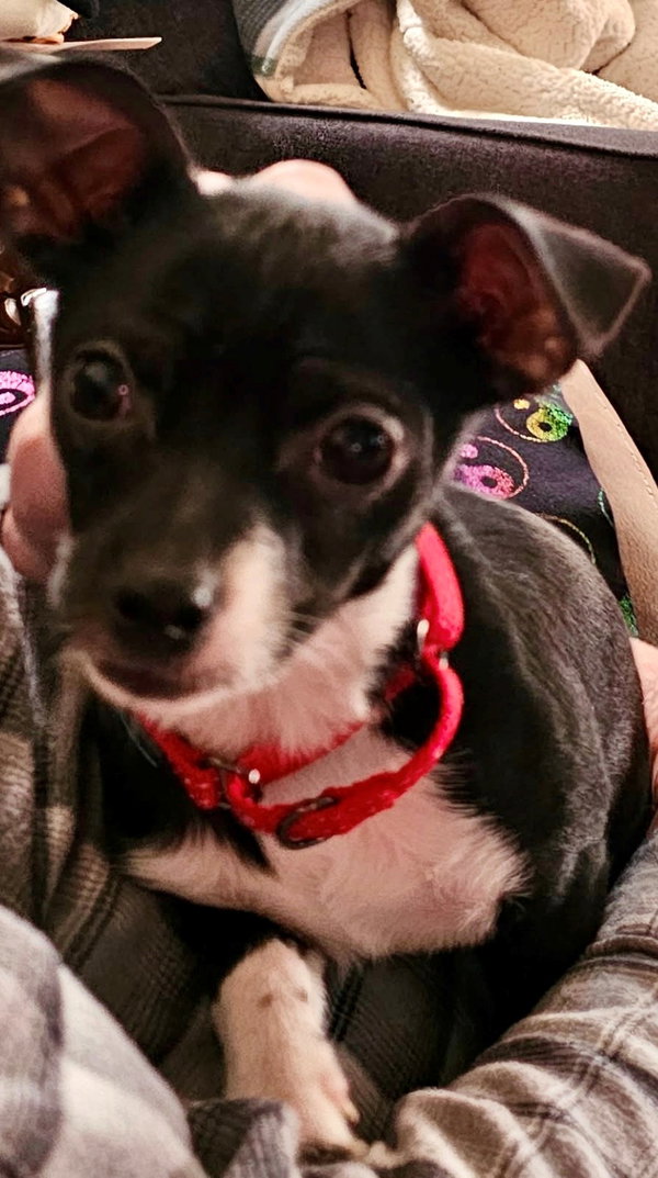 Bella