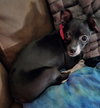 Bella