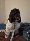 Sophia