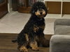 Brody