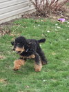 Brody